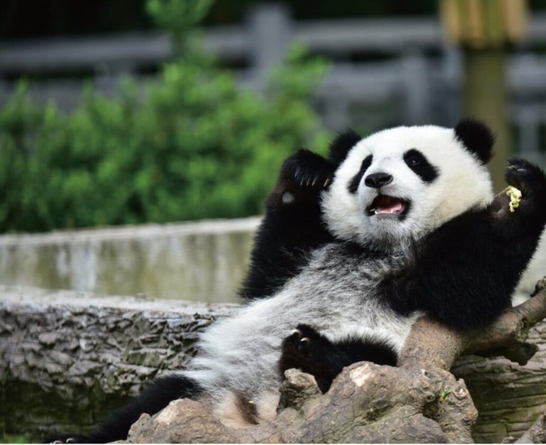 Фотокнига Giant Panda: смотрители в костюмах панд и трёхлапый Дай Ли