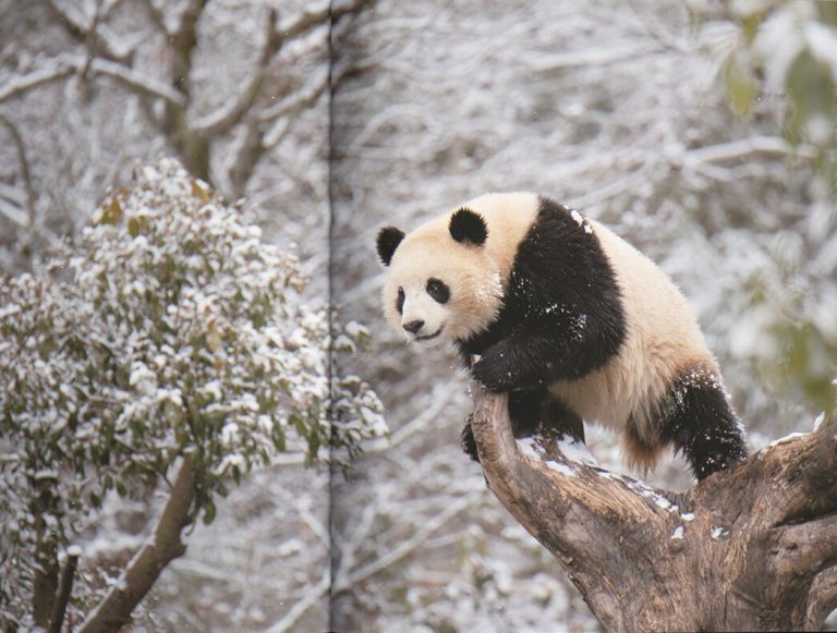 Фотокнига Giant Panda: смотрители в костюмах панд и трёхлапый Дай Ли — фото 2