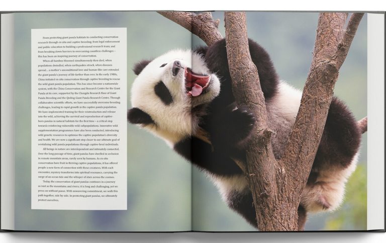 Фотокнига Giant Panda: смотрители в костюмах панд и трёхлапый Дай Ли — фото 3