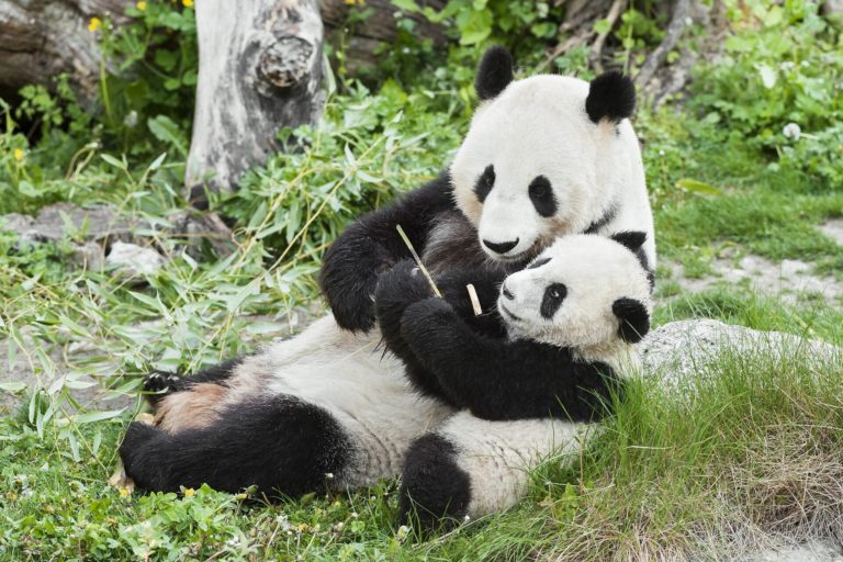 Фотокнига Giant Panda: смотрители в костюмах панд и трёхлапый Дай Ли — фото 6