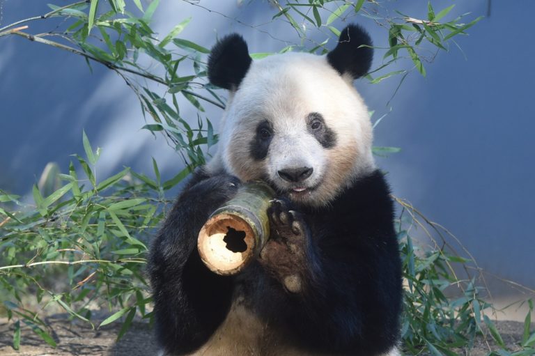 Фотокнига Giant Panda: смотрители в костюмах панд и трёхлапый Дай Ли — фото 9