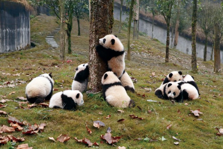 Фотокнига Giant Panda: смотрители в костюмах панд и трёхлапый Дай Ли — фото 10