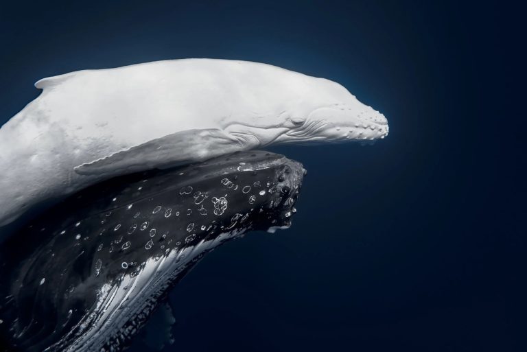 Белый горбатый китёнок взял главный приз World Nature Photography Awards 2026