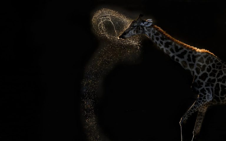 Белый горбатый китёнок взял главный приз World Nature Photography Awards 2026 — фото 2