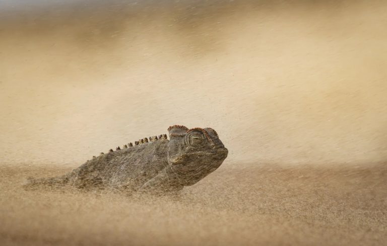 Белый горбатый китёнок взял главный приз World Nature Photography Awards 2026 — фото 3