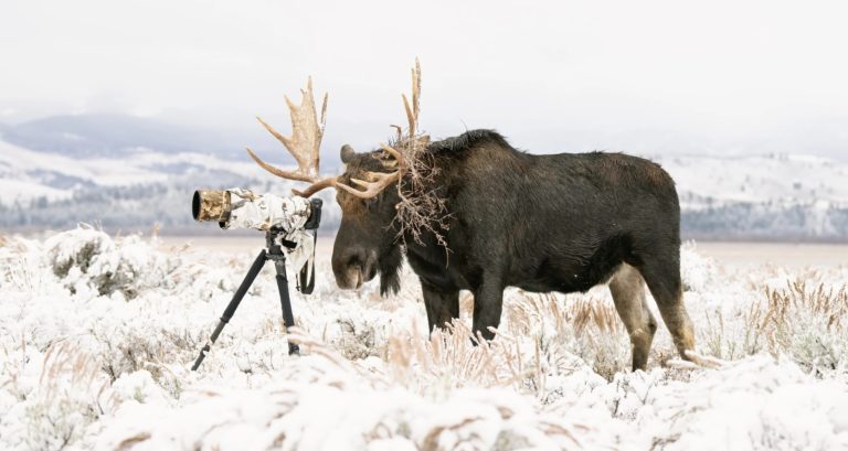 Белый горбатый китёнок взял главный приз World Nature Photography Awards 2026 — фото 4