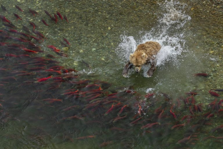 Белый горбатый китёнок взял главный приз World Nature Photography Awards 2026 — фото 5