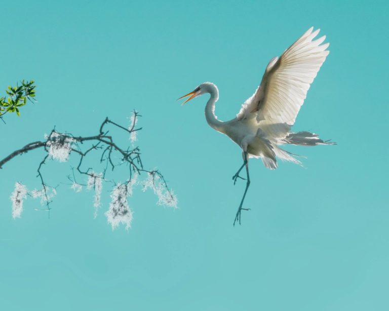 Белый горбатый китёнок взял главный приз World Nature Photography Awards 2026 — фото 7