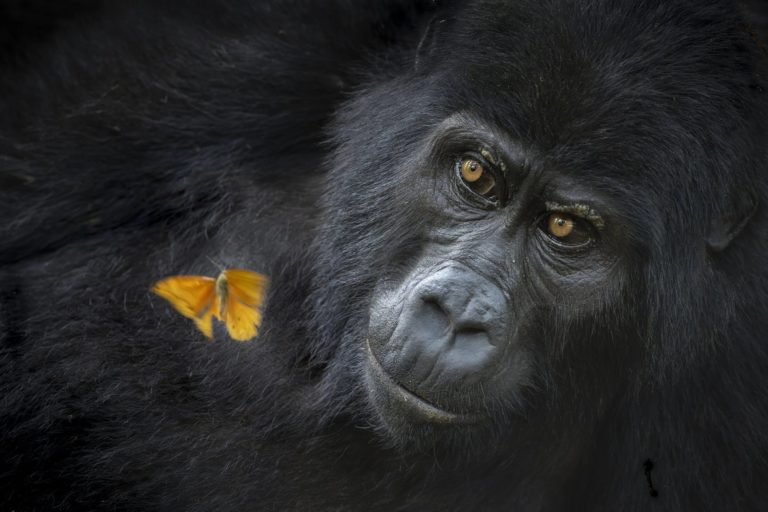 Белый горбатый китёнок взял главный приз World Nature Photography Awards 2026 — фото 10