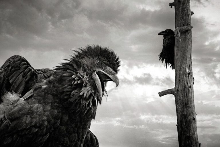 Выставка «Анималия» в Вермонте принимает снимки о животных и людях до 9 ноября — фото 7