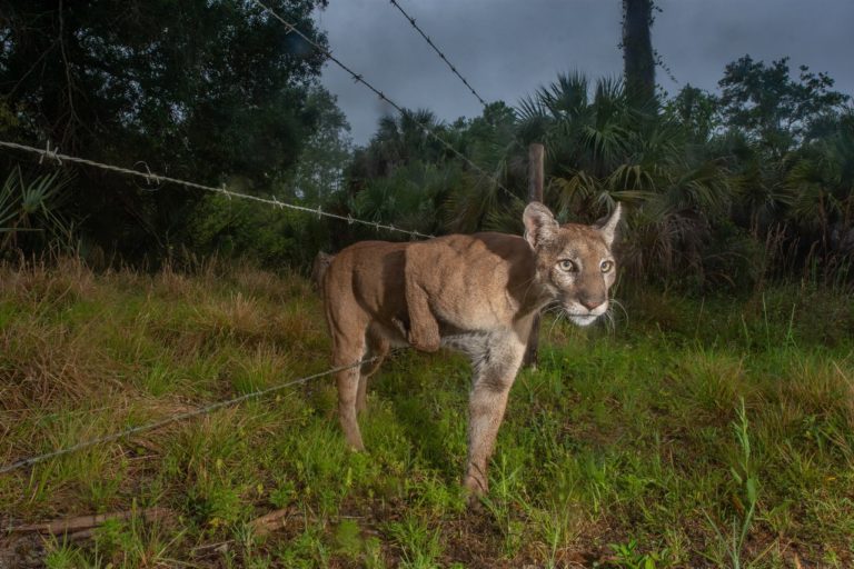 World Press Photo 2027 возвращает природу и спорт — две новые награды — фото 6