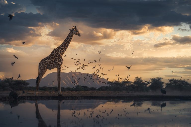 Remembering Giraffes: фотографы дикой природы подарили снимки ради спасения жирафов