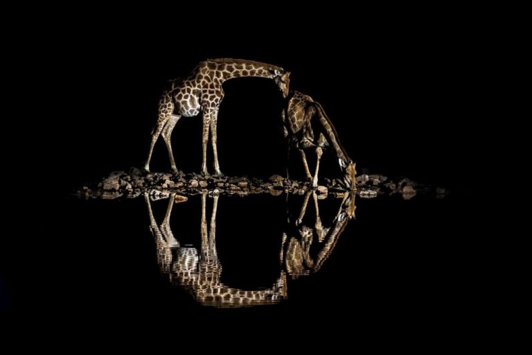 Remembering Giraffes: фотографы дикой природы подарили снимки ради спасения жирафов — фото 2