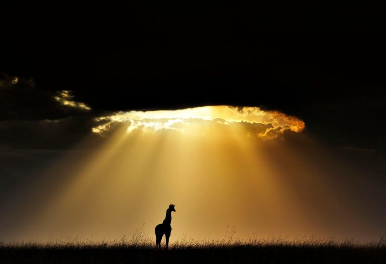 Remembering Giraffes: фотографы дикой природы подарили снимки ради спасения жирафов — фото 3