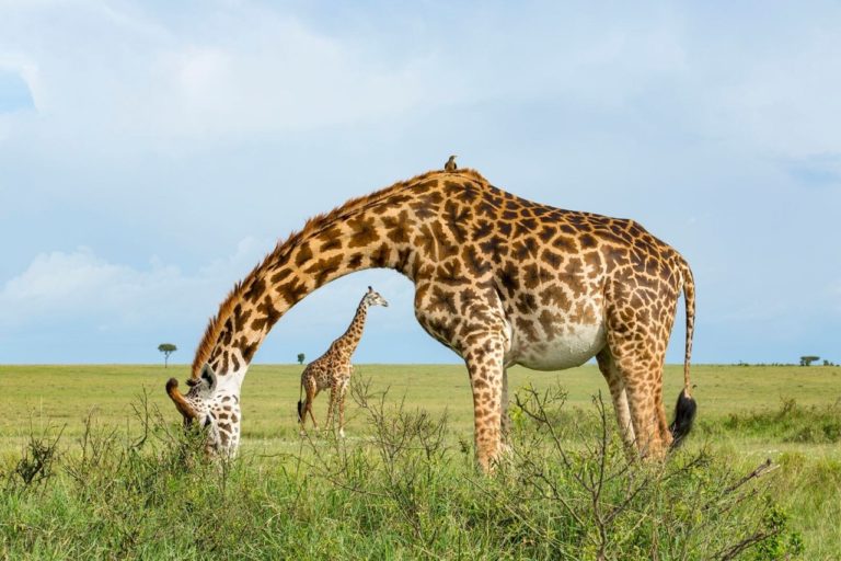 Remembering Giraffes: фотографы дикой природы подарили снимки ради спасения жирафов — фото 4