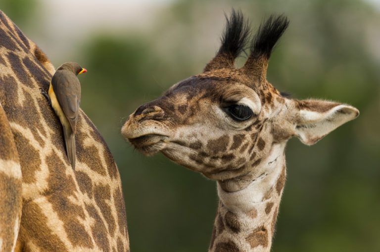 Remembering Giraffes: фотографы дикой природы подарили снимки ради спасения жирафов — фото 5