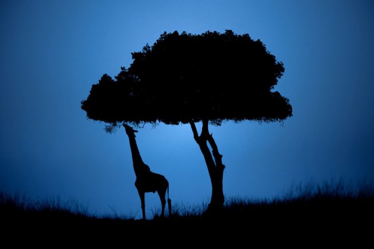 Remembering Giraffes: фотографы дикой природы подарили снимки ради спасения жирафов — фото 6