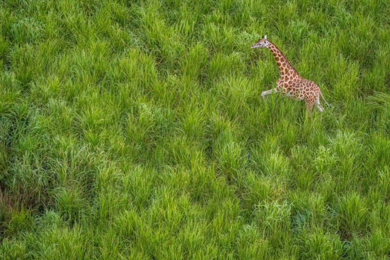 Remembering Giraffes: фотографы дикой природы подарили снимки ради спасения жирафов — фото 7