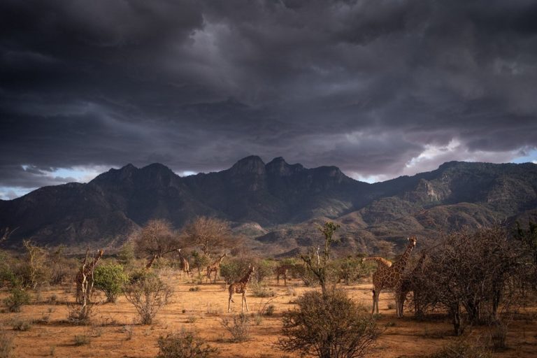 Remembering Giraffes: фотографы дикой природы подарили снимки ради спасения жирафов — фото 8