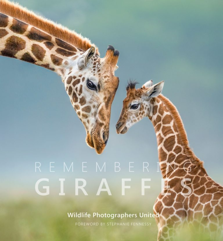 Remembering Giraffes: фотографы дикой природы подарили снимки ради спасения жирафов — фото 10