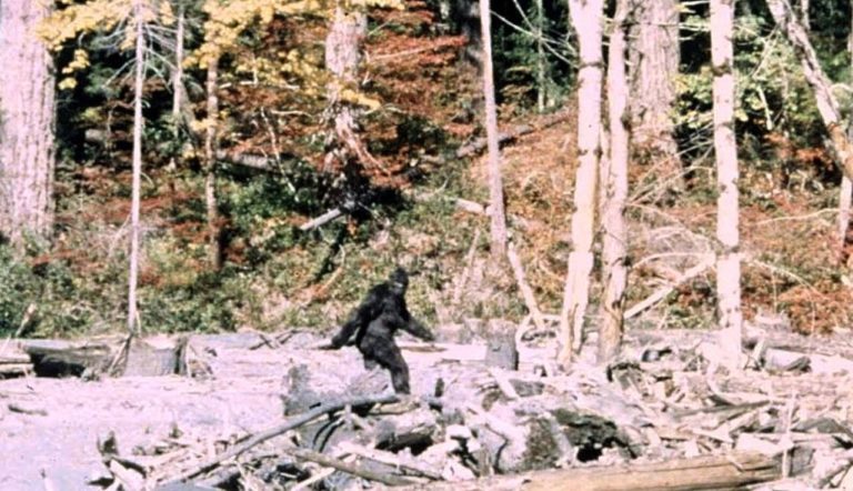 Знаменитый Бигфут 1967 года — постановка: нашлась 16-мм плёнка с «репетицией»