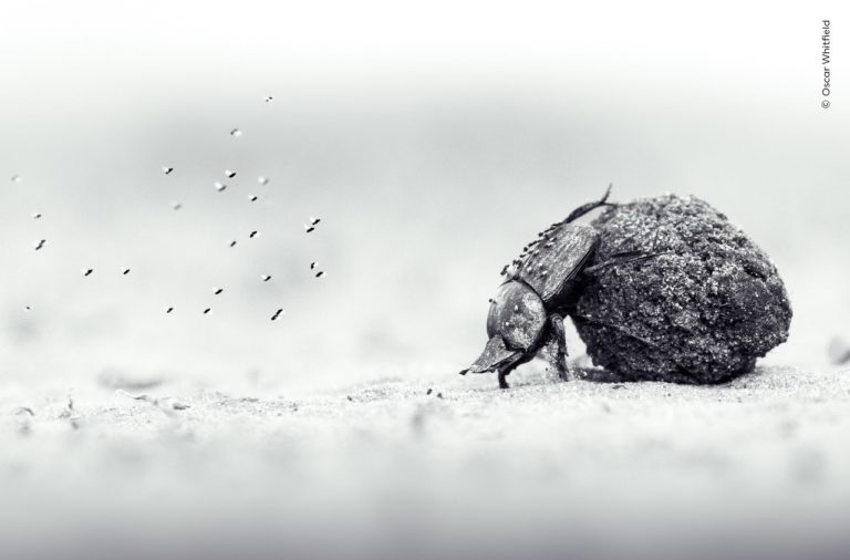 На что снимают дети: юные победители Wildlife Photographer of the Year 2026