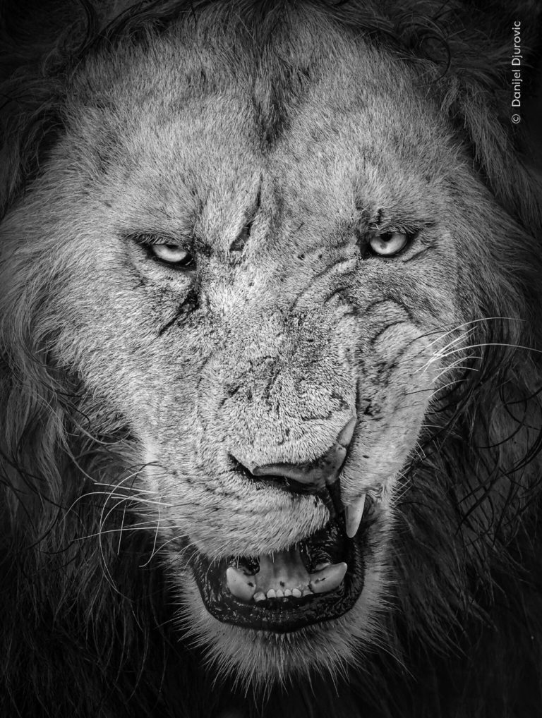 На что снимают дети: юные победители Wildlife Photographer of the Year 2026 — фото 6