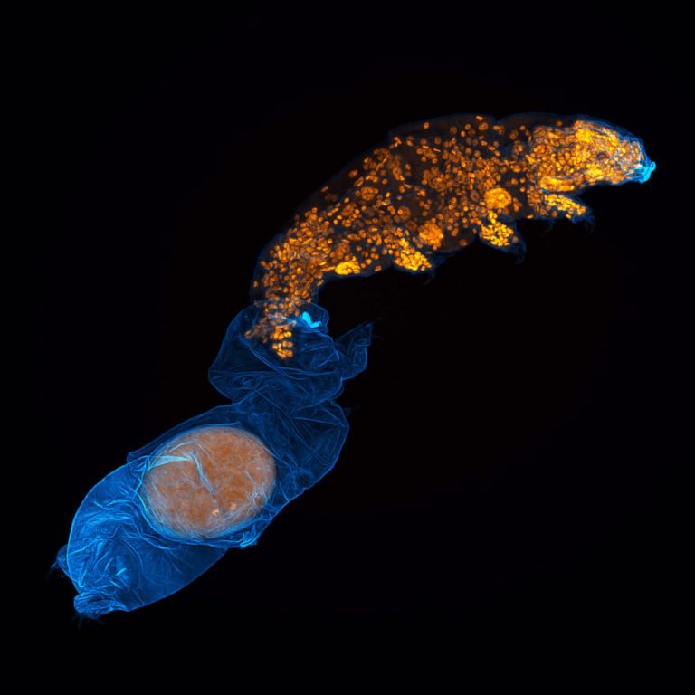 Nikon Small World 2026: лучший снимок через микроскоп — капли чернил в струйном принтере — фото 9