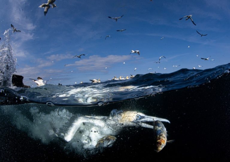 74-й Nikkor Photo Contest: лучший кадр года — олуша на охоте под водой