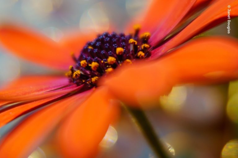 Lensbaby представила три новых набора Omni для эффектов прямо в камере — фото 10