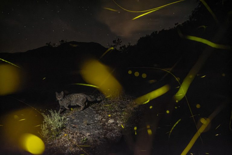 Плесень и спящие летучие мыши: названы победители European Wildlife Photographer of the Year — фото 3