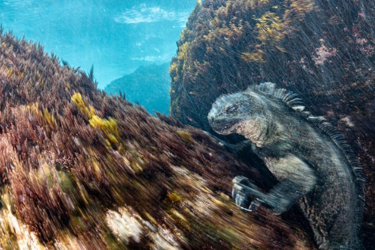 Плесень и спящие летучие мыши: названы победители European Wildlife Photographer of the Year — фото 8