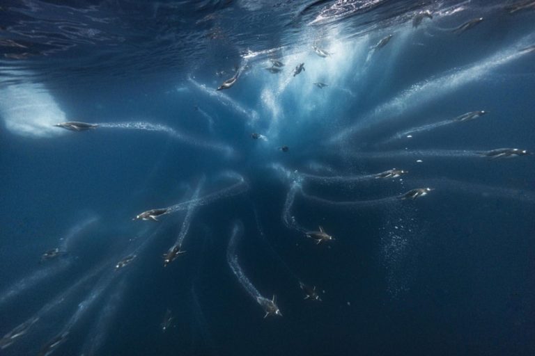 Самый щедро финансируемый фотоконкурс планеты HIPA собрал больше миллиона снимков из 209 стран — фото 8