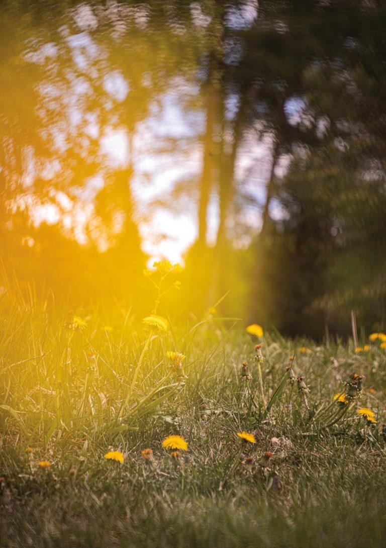 The Colour Library: Yellow — фотокнига из 100 снимков самого солнечного цвета — фото 6