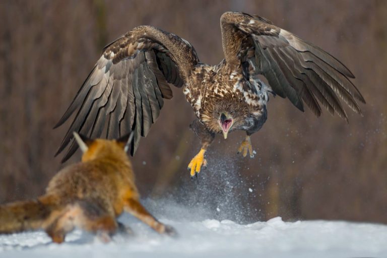 Сова в атаке и генеты на фоне Луны: ещё 10 лучших кадров конкурса OurNature 2026 — фото 3