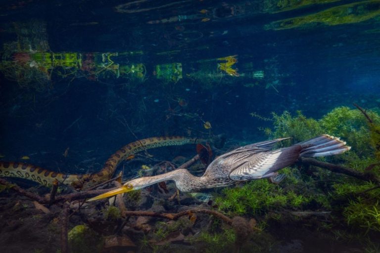 Сова в атаке и генеты на фоне Луны: ещё 10 лучших кадров конкурса OurNature 2026 — фото 10